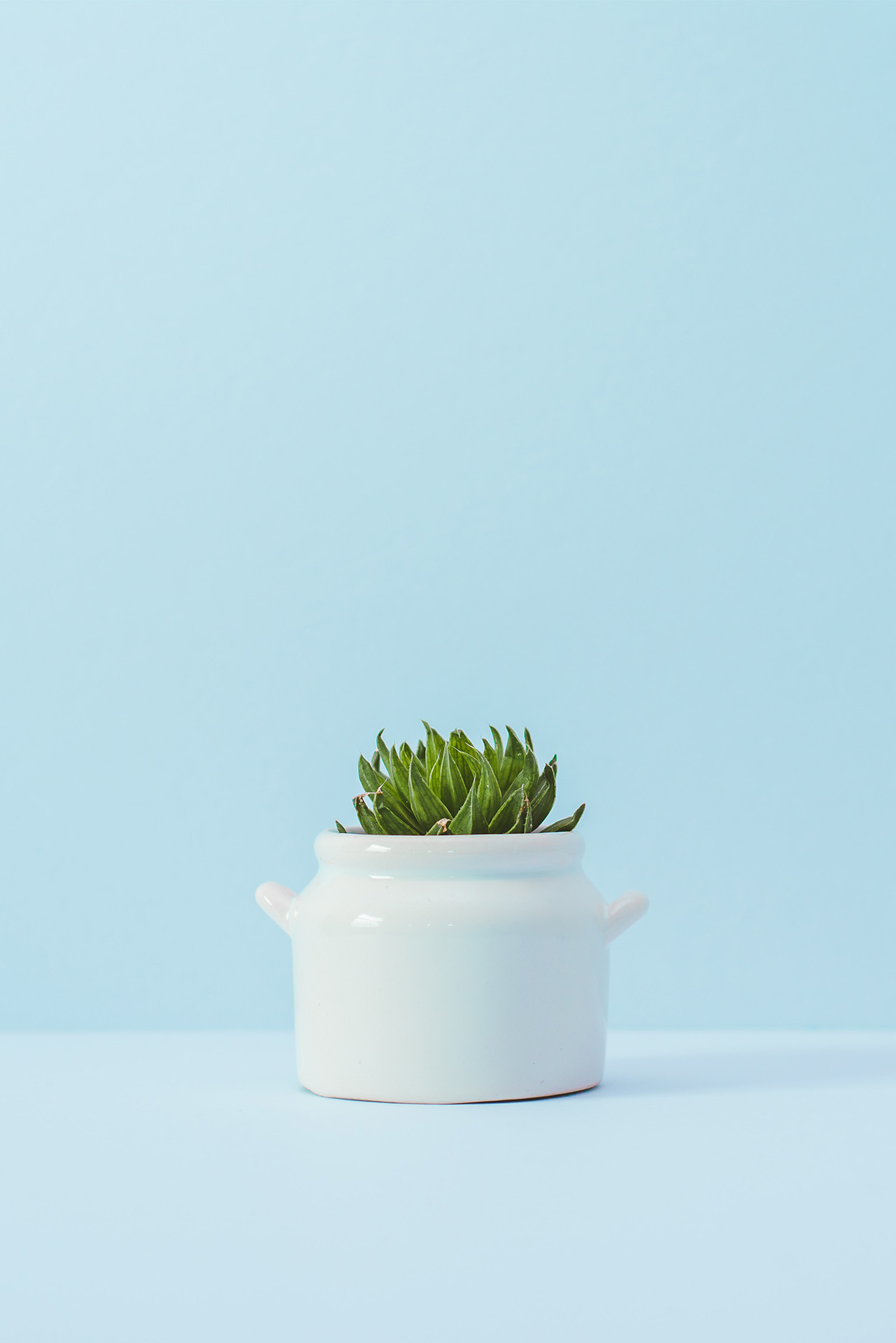 Plant Succulent in a white pot in front of light blue background